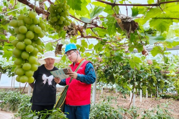 国网平凉供电公司：倾心服务果农 助力葡萄产业增收