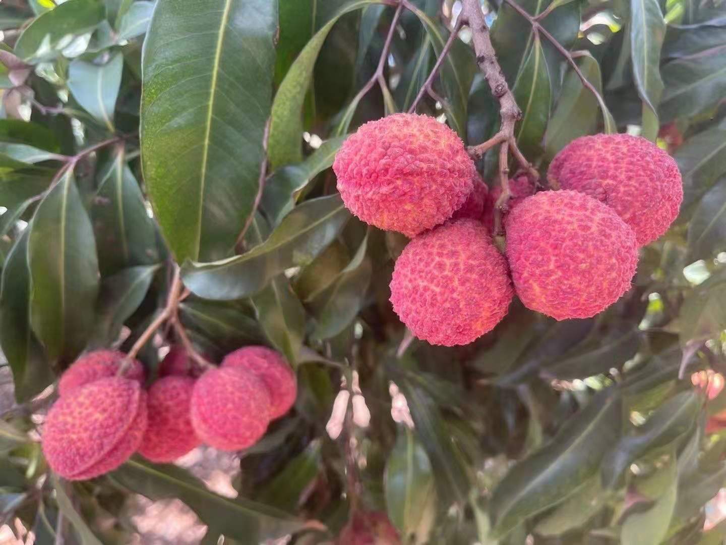 无核枣的形成与果皮木质素的积累有关