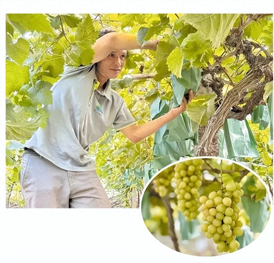 晚熟的阳光玫瑰别样甜