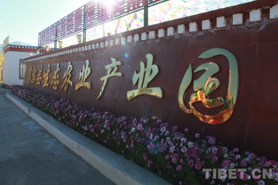 【石榴花开·籽籽同心】阿里人菜篮子变迁：从“老三样”到“蔬果