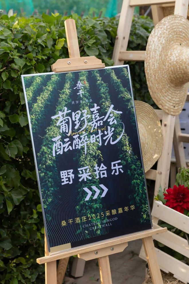 从“采收”到“采酿”读懂桑干的“慢创新”逻辑